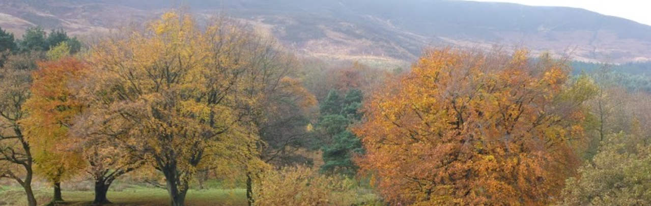 trees