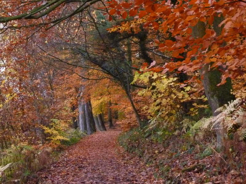trees